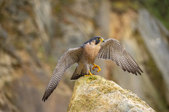 The Migratory Falcon (Falco peregrinus) is a cosmopolitan (worldwide) widespread falcon bird.