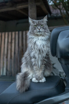 Fluffy maine coon cat with grey and white fur sitting on a motorcycle seat motorcycle domestic