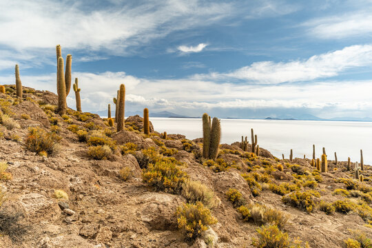 Salar de Uyuni salt plains with large cactuses of island Incahuasi at sunrise time, Andean Altiplano, Bolivia, South America.