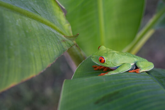 The selected part of the image most likely depicts the red-eyed leafhopper ( Agalychnis callidryas ), known for its bright green skin, orange legs, and large red eyes with vertical pupils.