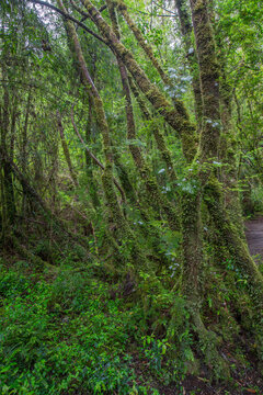 Lush rainforest scene with mossy trees and dense undergrowth in a wild temperate forest environment