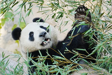 Giant Panda Reaching for Bamboo © andrew