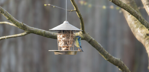 A blue tit (Cyanistes caeruleus) perched at a species-appropriate bird feeding station, providing a natural and wildlife-friendly feeding spot for wild birds. © MKPy