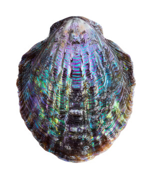 PNG Colorful iridescent abalone shell.