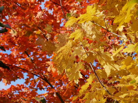 A close-up shot of maple tree branches showing a mix of bright orange and yellow autumn leaves against a clear blue sky.