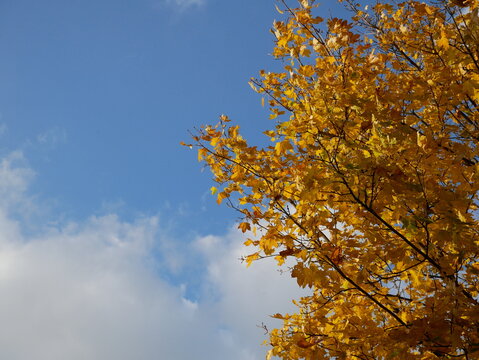 The image shows a tree with yellow leaves against a blue sky with white clouds. The branches of the tree are visible, reaching towards the sky.
