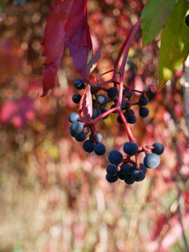 A cluster of dark berries hangs from a vine with red and green leaves in the background.