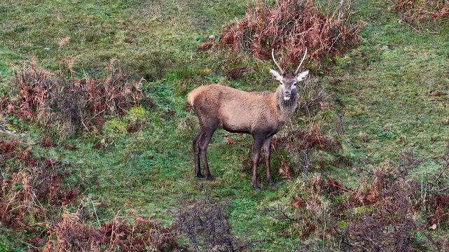 Lonely red deer pricket during the rut in County Donegal, Ireland