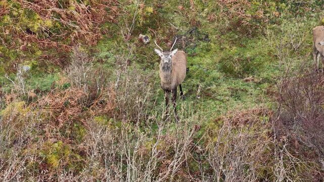 Lonely red deer pricket during the rut in County Donegal, Ireland