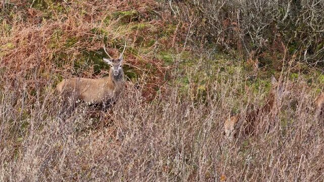 Lonely red deer pricket during the rut in County Donegal, Ireland