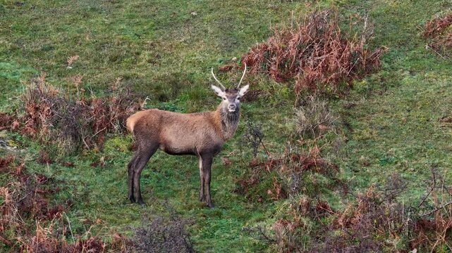 Lonely red deer pricket during the rut in County Donegal, Ireland