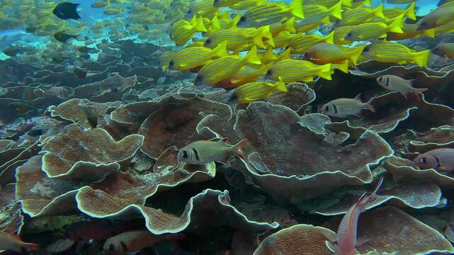 View of a school of yellow snappers swimming over vibrant coral formations at Sauandarek, Meos Mansar, Raja Ampat, Southwest Papua, Indonesia.