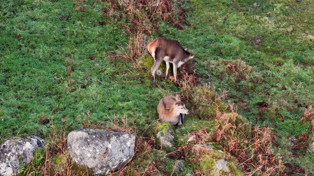 Lonely red deer hind during the rut in County Donegal, Ireland