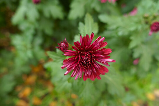 Magenta-colored flowers of spoon Chrysanthemums in November