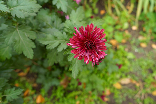 Magenta-colored flowers of spoon Chrysanthemums in November
