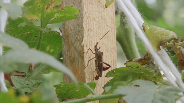 Close-up of a leaf-footed bug climbing a wooden stake among tomato plants in a garden, with green leaves, a white trellis string and soft blurred foliage around it.