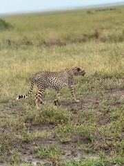 Cheetah walking through savanna grass, Serengeti National Park, Tanzania © Vlad Travel