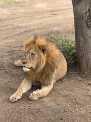 Male lion with a big mane in profile, Serengeti National Park, Tanzania © Vlad Travel