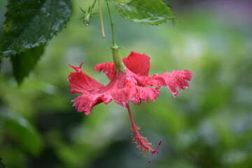 Red Hibiscus Flower Hanging Upside Down with Raindrops © MDAL
