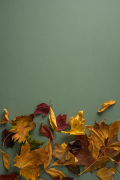 Autumn leaves and Thanksgiving decor on muted vertical green background with seasonal fall texture
