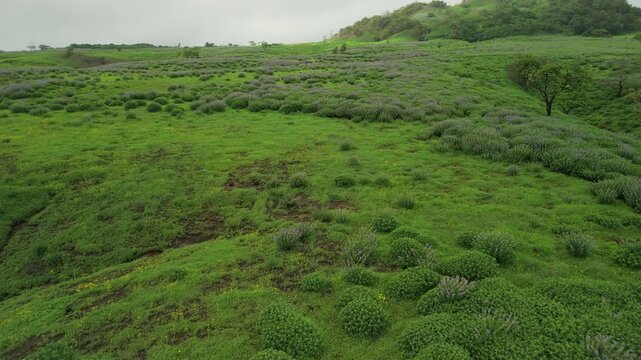 Drone glides across mountain endless plains as Neelakurinji starts blooming in Western Ghats, Purple Karvi Strobilanthes kunthiana