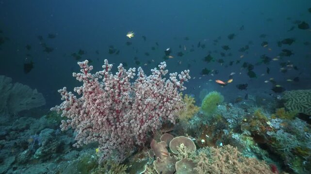 Soft corals on a Beautiful Colorful tropical coral reef in Indonesia, with soft- and hard corals and colorful fish and open gorgonia polyps. School of trigger fish in the background