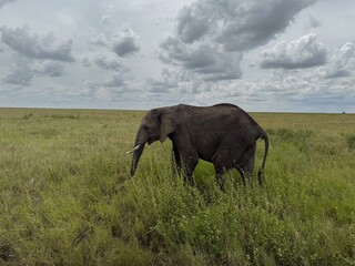 African elephant on green grassland under clouds, Serengeti National Park, Tanzania © Vlad Travel