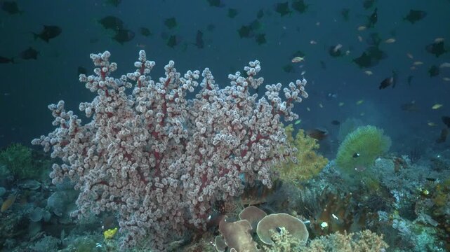 Soft corals on a Beautiful Colorful tropical coral reef in Indonesia, with soft- and hard corals and colorful fish and open gorgonia polyps. School of trigger fish in the background