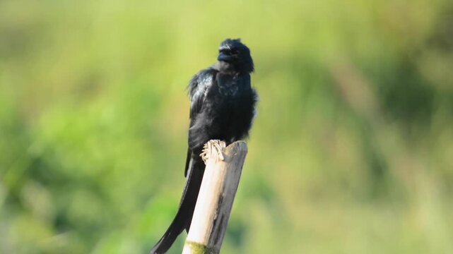 Black Drongo Perched on Bamboo Stick Looking Around in Sunlight