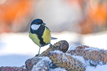An great tit looks for food on a pile of spruce cones. Winter scene with a cute great tit. Parus major. A cute colorful titmouse in snowy winter forest.  © Monikasurzin