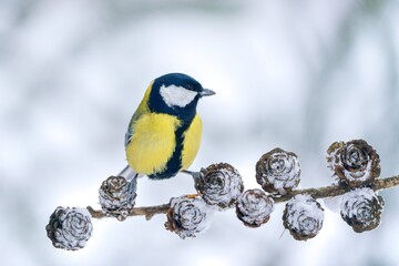 A great tit sits on asnowy larch twig with cones. Winter scene with a cute great tit. Parus major. A cute colorful titmouse in snowy winter forest.  © Monikasurzin