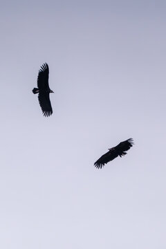 Cinereous vulture or Eurasian black vulture, Aegypius monachus, Sierra de la Culebra, Zamora, Spain
