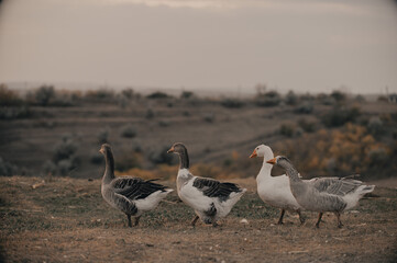 geese, goose, flock, rural, countryside, walking, farm animal, landscape, birds, blurred background. © Олег Сухенко