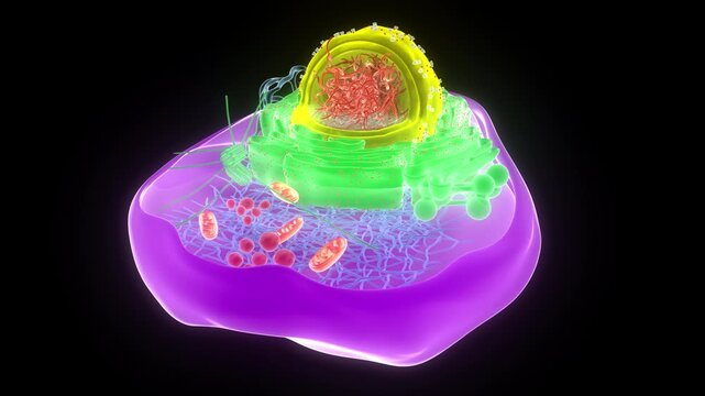 Eukaryotic Cell Cross Section showing Internal Anatomy Animation Concept