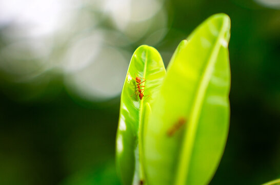 Red ant on bright green leaf showing macro insect detail, nature wildlife photography, ecological growth, environment, pest control concept