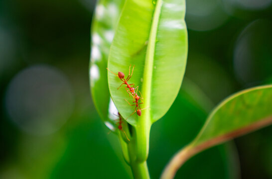Weaver ants crawling on green leaf in macro view, team work and natural cooperation behavior in tropical forest environment for ecological research