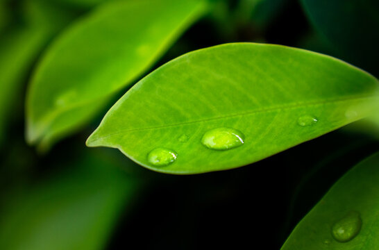 Fresh green leaf with water droplets close up macro photography for nature background and environment concept, organic plant texture with dew drops