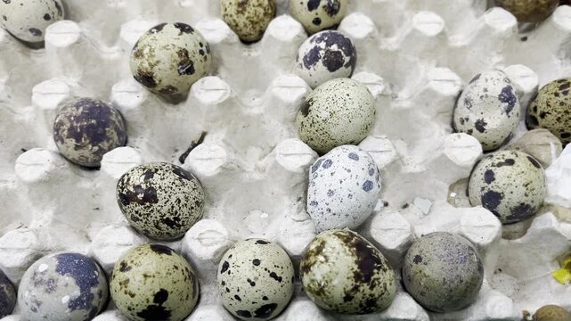 Fresh raw quail eggs macro texture background