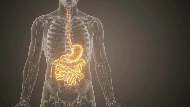Human Digestive System Animation - Glowing Esophagus Stomach and Intestines inside Skeletal Torso - Medical 3D CGI Footage