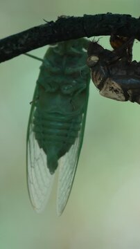 Fresh cicada hangs beneath a tree branch after shedding its shell in the forest. Vertical static extreme close-up shot.