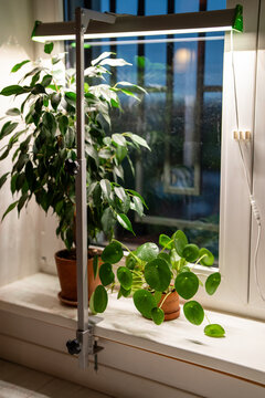 White LED grow light illuminates ficus and pilea plants on windowsill at home. Artificial lighting supports indoor plant growth during short autumn and winter days with limited natural daylight.