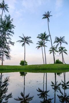 palm trees on the four points beach