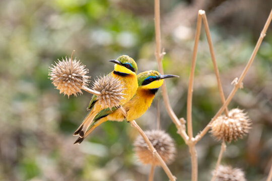 A pair of little bee-eaters, Merops pusillus, Nairobi National Park, Kenya. The smallest of the bee-eater species and endemic to sub-Saharan Africa.