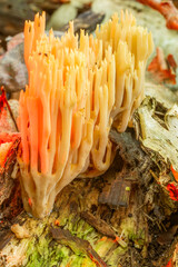 A pale tan upright coral fungus grows out from a lush cushion of bright green forest moss. © LeonHansenPhoto