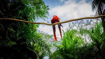 cotorra, guacamayo, perico ave © JoseLuis