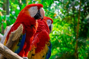 cotorra, guacamayo, perico ave  © JoseLuis