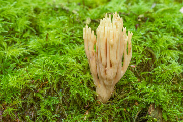 A pale tan upright coral fungus grows out from a lush cushion of bright green forest moss. © LeonHansenPhoto