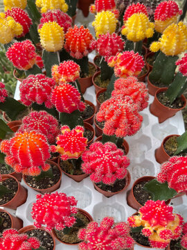 Colorful grafted moon cacti with bright red, orange, yellow, and pink tops growing in small nursery pots, displayed as decorative succulents for gardening and indoor plant collections.