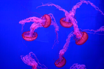 Beautiful colorful Jellyfish underwater. Jellyfish moving in the aquarium on blue background. © tieataopoon