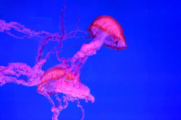Beautiful colorful Jellyfish underwater. Jellyfish moving in the aquarium on blue background. © tieataopoon
